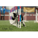 konkuranseslalom-bing